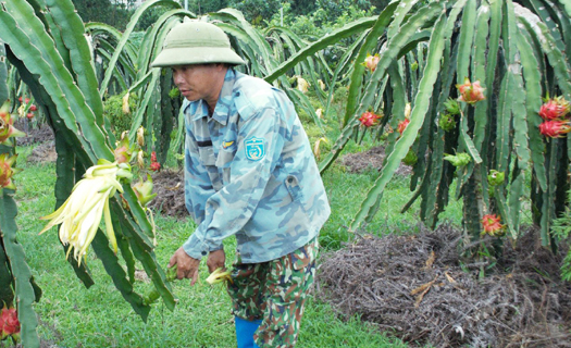 Trồng thanh long theo hướng hữu cơ