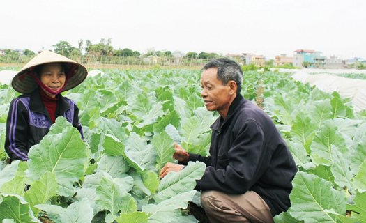 Nông sản vào siêu thị: Cần tuân thủ 