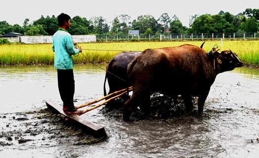 Có một nền văn hóa nông nghiệp bị lãng quên