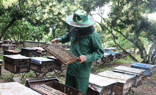 Mùa ong cho mật ngọt hoa vải