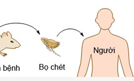 Trung Quốc xuất hiện ca tử vong vì dịch hạch