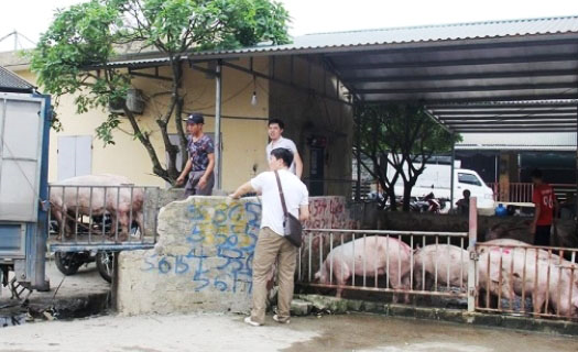 Heo hơi vừa rục rịch tăng, giá thịt ở chợ đã nhảy vọt