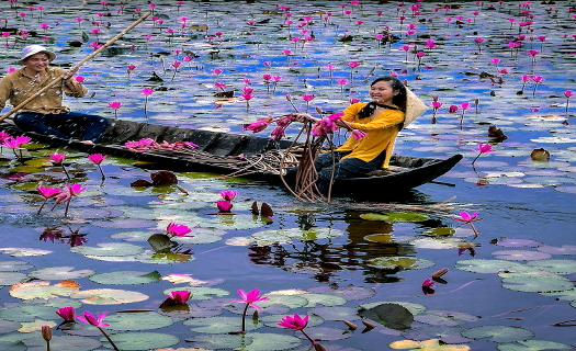 Bông súng miền Tây