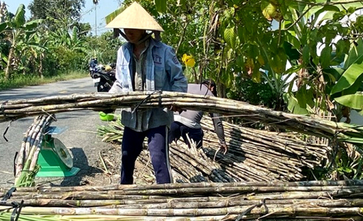 Nông dân Hậu Giang thu hoạch mía bán chục với giá cao