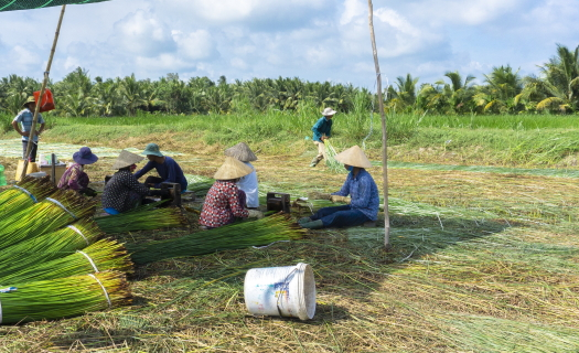 Nghề trồng cói ở Vĩnh Long