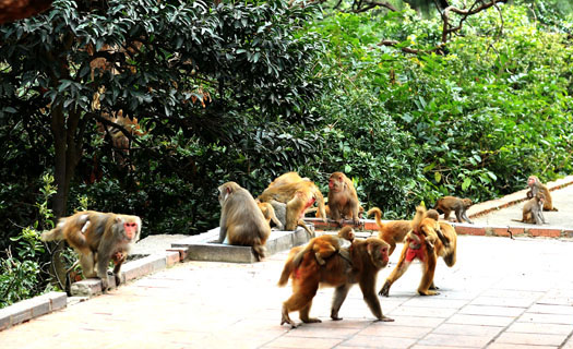 Lặng thầm làm bạn với... khỉ