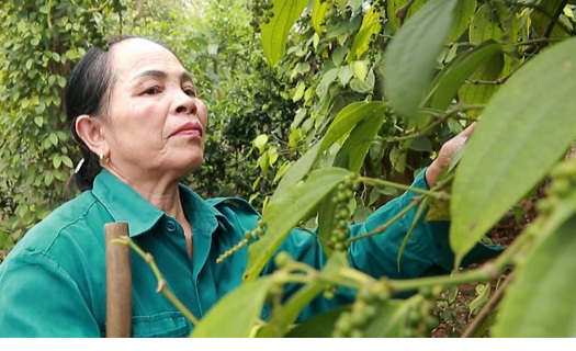 Giữ vững vùng nguyên liệu tiêu Cùa