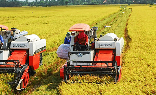 Quyết liệt triển khai công tác điều hành xuất khẩu gạo