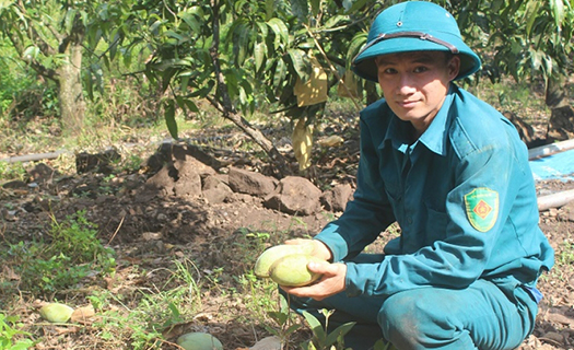 Hàng trăm tấn xoài ở Đắk Nông phải đổ bỏ làm phân bón vì 