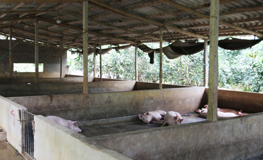 Giá lợn hơi bắt đáy của năm, nhiều hộ chăn nuôi 