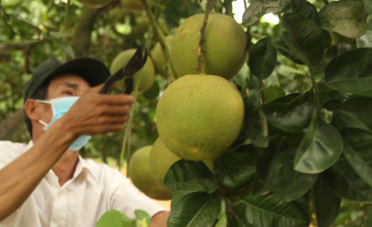 Đặc sản bưởi đào Thanh Hồng