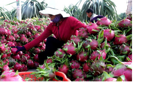 Thanh long Việt Nam chất lượng 5 sao 