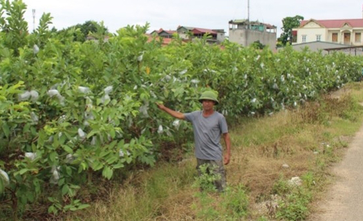 Thanh Hóa: Hỗ trợ sản xuất nông nghiệp để giảm nghèo bền vững