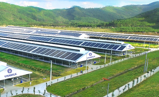 Vinamilk tiếp tục trồng cây hướng đến mục tiêu Net Zero 2050