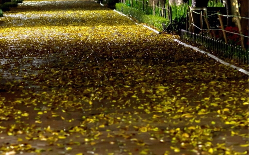 Hà Nội mùa lá sấu bay